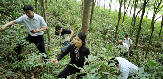 三亞森林資源調(diào)查督導(dǎo)2.jpg 三亞森林資源調(diào)查督導(dǎo)2.jpg